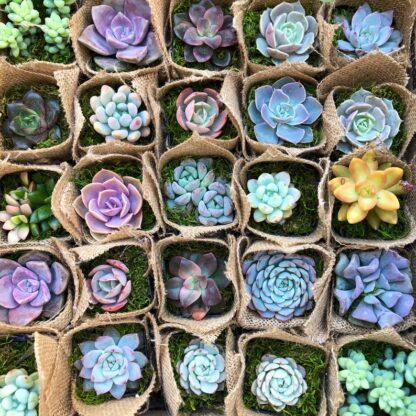 Mini Cacti Gift Box Mini Cactus Perfect for Party Favors, Wedding Favors