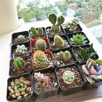 Mini Cacti Gift Box Mini Cactus Perfect for Party Favors, Wedding Favors